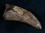 Huge Nanotyrannus Tooth - #7529-2